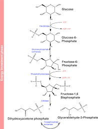 9 2 Glycolysis Beginning Principles Of Energy And Carbon