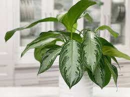 Keep a closer eye on the plant! Aglaonema Silver Bay Chinese Evergreen Care Difficulty Easy Amiesue Com