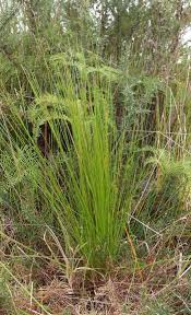 Image result for Tetraria