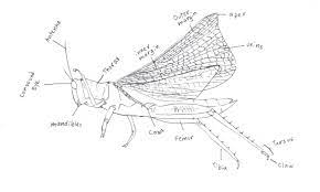 Make a coloring book with grasshopper carapace for one click. A Diagram Of A Grasshopper By Dazzel Almond On Deviantart