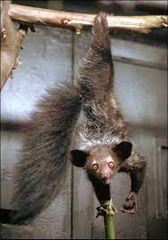 Strange Super Rare Aye Aye To Be Wiped Out By Criminal Butchers Endangered Animals Rare Animals Unusual Animals