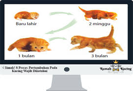 Check spelling or type a new query. Simak 8 Proses Pertumbuhan Pada Kucing Wajib Diketahui