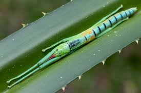 Image result for Mostuea batesii