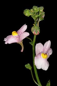 Image result for Nemesia lilacina