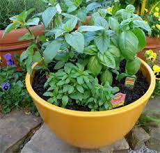 If your basil is planted in your vegetable garden, then you could plant marigold plants in. 31 Natural Pest Control Methods Moestuin Tuin Treatment