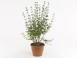 Image result for Oleaceae