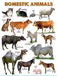 Herbivores Wild Animal Best Blog Wild Animals Pictures With Names Free Download