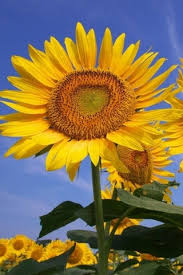 Gambar kelopak bunga dan beri jarak diantara kelopak tersebut. Halaman Download Bunga Matahari Besar Wallpaper Download Ke Ponsel Anda Dari