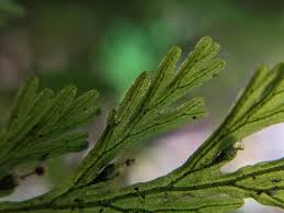 Image result for Crepidomanes