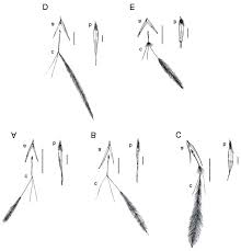Image result for Stipagrostis uniplumis
