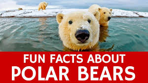 Interesting Facts About Polar Bears Educational Video For Kids And Sch Polar Bear Facts Polar Animals Polar Bears Preschool