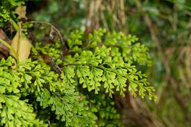 Image result for Lindsaeaceae