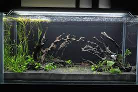 High definition images printed at high resolution on. Great Cory Tank Long Sand Plants Never Keep These Little Guys In A Bowl And Keep At Least Two Or More Togeth Aquarium Landscape Aquarium Fish Cichlid Tank