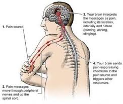 The cns is so named because it integrates the received information and coordinates and influences the activity of all parts of the bodies of bilaterally symmetric animals—i.e. The Brain Spinal Cord Peripheral Nerves And The Autonomic Nervous System A Practical Explanation Medical Diagnostic Choices Mdc