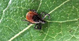 What S The Difference Between Lyme And Mono Docs Urgent Care