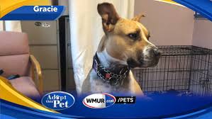 We're not sure how she feels about cats. Watch Adopt This Pet Gracie