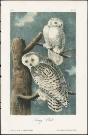 Pin On Top 50 Prints In Audubon Octavo Birds Of America