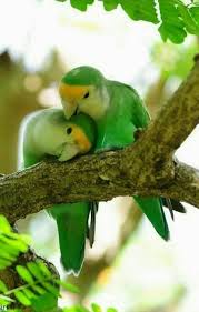Birds Kus Rengarenk Kuslar Cok Sirin Hayvanlar Vahsi Hayvanlar
