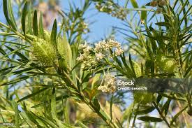 Image result for Gomphocarpus fruticosus