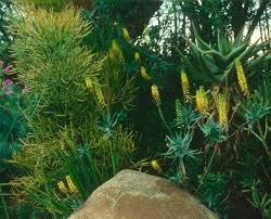 Image result for Aloiampelos tenuior