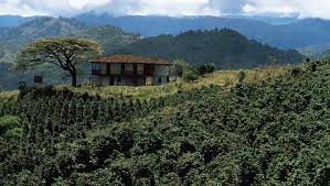 Coffee has been grown in coorg for well over 100 years. Coffee Production Plant Genus Britannica