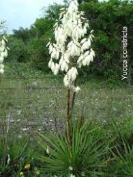 Image result for Crinum lugardiae