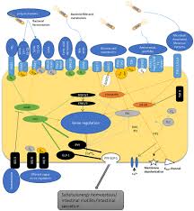 If this crashes your browser it is not my fault. Frontiers Intestinal Sensing By Gut Microbiota Targeting Gut Peptides Endocrinology