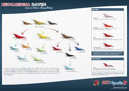 skf neocaridina davidi chart neocaridina davidi shrimp