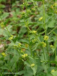 Image result for Vincetoxicum afrum