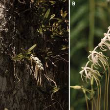 Image result for Summerhayesia zambesiaca