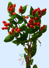 For all occasions · cut flowers, no plants · directly from farmers Hypericum Berry Information Hypericum Cut Flower Flower Shop Network