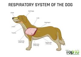 Some of the symptoms that occur are strong coughing, high body temperature, loss of appetite, nasal discharge, and sneezing. Home Remedies For Kennel Cough In Dogs Top 10 Home Remedies