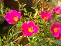 Pin On Nature