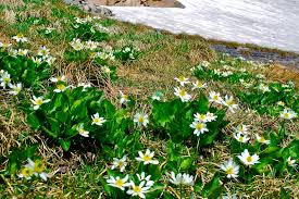 Maybe you would like to learn more about one of these? White Wildflowers Of Rocky Mountain National Park