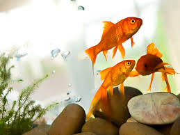 We did not find results for: Low Oxygen In Aquarium Water And How To Remedy