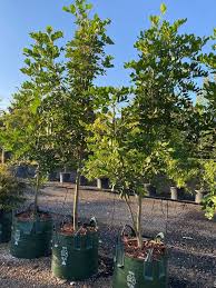 Image result for Cupaniopsis