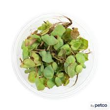 Image result for Phyllanthus retinervis