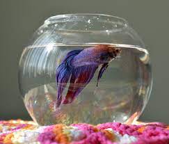 You'll receive email and feed alerts when new items arrive. The Right And Wrong Ways To Display Your Betta In A Bowl