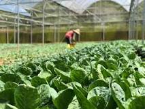 15 Best Crops Suitable to Farm in a Greenhouse Valuably
