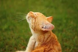 How One Unexpected Ingredient Can Help Ease Dry Skin In Cats Cat Fleas Pet Allergies Cats