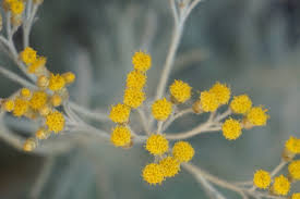 Image result for Helichrysum candolleanum