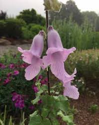 Image result for Rhodopentas bussei