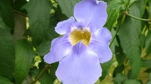 Image result for Thunbergia annua