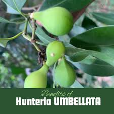 Image result for Hunteria myriantha