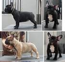French Bulldog Puppies for Sale in Virginia - DogsNow