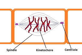 We did not find results for: Onion Root Tip Mitosis Stages Experiment And Results