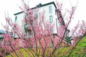 佛光大學櫻花海歷年最美 基宜花東 地方 聯合新聞網 plants real estate
