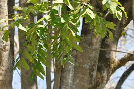 Image result for Atalaya alata