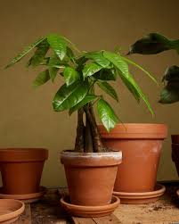 Image result for Pachira