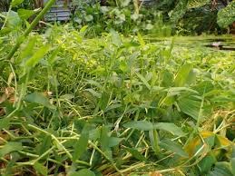 Image result for Xyris aristata